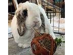 Skye, Mini Lop For Adoption In Lakeville, Minnesota