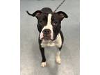 Ralph In Janitorial Services, American Pit Bull Terrier For Adoption In