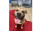 Gizmo, American Pit Bull Terrier For Adoption In Twinsburg, Ohio