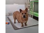 Soonsim, Terrier (unknown Type, Small) For Adoption In Torrance, California