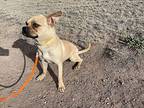 Merrick, Boston Terrier For Adoption In Fort Davis, Texas
