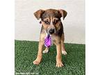Bradley, Jack Russell Terrier For Adoption In San Diego, California