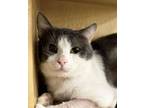 Nosy, Domestic Shorthair For Adoption In Fort Worth, Texas