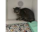 Reed, Domestic Shorthair For Adoption In Dearborn, Michigan