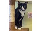 Harry, Domestic Shorthair For Adoption In Elmwood Park, New Jersey