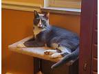 Benjamin Franklin Gates, Domestic Shorthair For Adoption In Cincinnati, Ohio