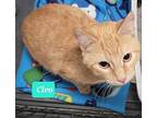 Cleo, Domestic Shorthair For Adoption In Richmond, Indiana