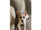 Penny, Jack Russell Terrier For Adoption In West Columbia, South Carolina