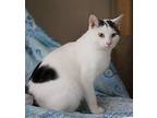 Lance - Special Needs Kitty, Domestic Shorthair For Adoption In Fort Myers