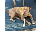 Mack, American Staffordshire Terrier For Adoption In Baltimore, Maryland