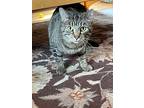 Gracie, Domestic Shorthair For Adoption In Cincinnati, Ohio