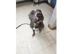 Matilda, American Pit Bull Terrier For Adoption In Gulfport, Mississippi