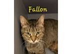 Fallon, Domestic Shorthair For Adoption In Oakville, Ontario