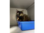 Angel, Domestic Shorthair For Adoption In Oakville, Ontario