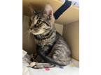 Tigger, Domestic Shorthair For Adoption In Oakville, Ontario