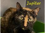 Jupiter, Domestic Shorthair For Adoption In Oakville, Ontario