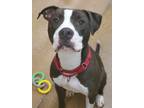 Boone, American Pit Bull Terrier For Adoption In Fort Worth, Texas