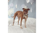 Mohka, American Pit Bull Terrier For Adoption In Philadelphia, Pennsylvania