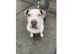 Hope Sindell, American Pit Bull Terrier For Adoption In Philadelphia