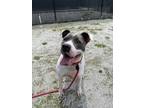 Gwen, American Pit Bull Terrier For Adoption In Philadelphia, Pennsylvania