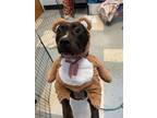 Dutchess, American Pit Bull Terrier For Adoption In Philadelphia, Pennsylvania