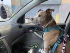 Jack, American Pit Bull Terrier For Adoption In Philadelphia, Pennsylvania