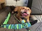Max, American Pit Bull Terrier For Adoption In Philadelphia, Pennsylvania