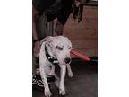 Levi, American Pit Bull Terrier For Adoption In Julian, California