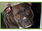 Kira, American Pit Bull Terrier For Adoption In Amherst, Massachusetts
