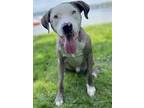 Marvin, American Pit Bull Terrier For Adoption In Amherst, Massachusetts