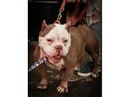 Tammy, American Pit Bull Terrier For Adoption In Julian, California