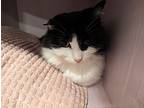 Mira, Domestic Shorthair For Adoption In Taylorsville, Utah