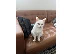 Hazbin, Domestic Shorthair For Adoption In Toronto, Ontario