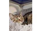 Seinfeld, Domestic Shorthair For Adoption In Guelph, Ontario