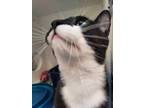 Rupawl, Domestic Shorthair For Adoption In Guelph, Ontario