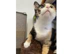 Furgie, Domestic Shorthair For Adoption In Guelph, Ontario