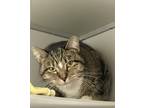 Forest, Domestic Shorthair For Adoption In Eau Claire, Wisconsin