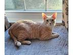 Cheeto, Domestic Shorthair For Adoption In Tomball, Texas