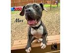 Max, American Pit Bull Terrier For Adoption In Tomball, Texas