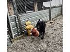 Scout, Labrador Retriever For Adoption In Abbotsford, British Columbia