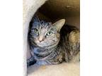 Kira, Domestic Shorthair For Adoption In Binghamton, New York