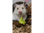Ally, Hamster For Adoption In Montreal, Quebec