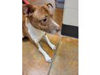 Beaver, American Pit Bull Terrier For Adoption In Winchester, Virginia