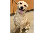 Athena, Labrador Retriever For Adoption In Winchester, Virginia