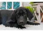 Labrador Retriever Puppy for sale in Springfield, MO, USA