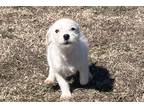 Parson Russell Terrier Puppy for sale in Tulsa, OK, USA