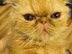 Persian Shorthair Teacup Female Red Kitten Two