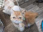 Persian Shorthair Female Red Kitten Three