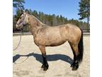 Buckskin Friesian mare