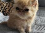 Persian Shorthair Female Red Kitten Two